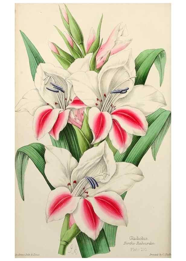 Reproducción/Reproduction 49785257022: The florist, fruitist, and garden miscellany.. London :Chapman and Hall,1852-. 
