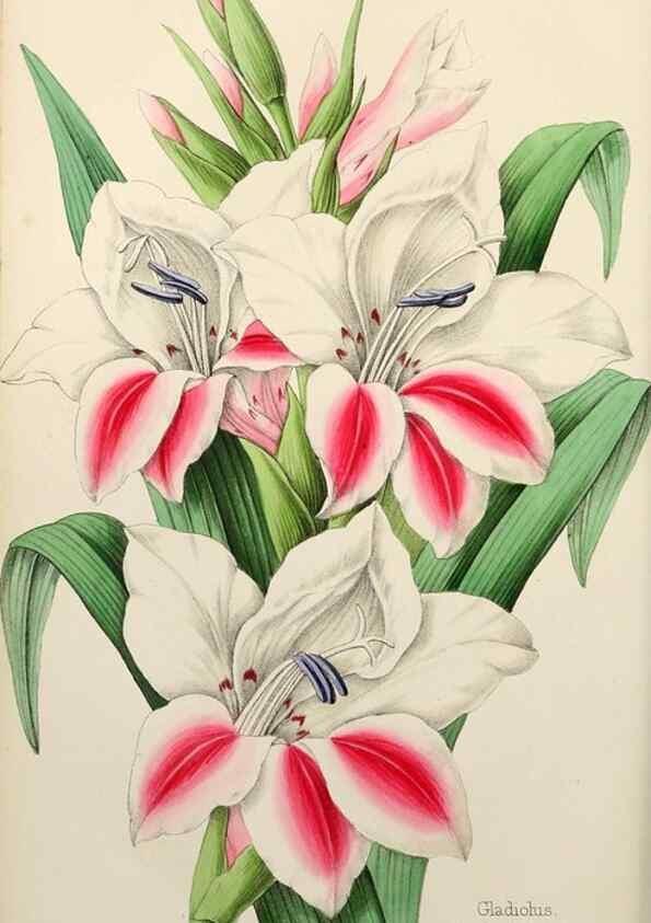 Reproducción/Reproduction 49785257022: The florist, fruitist, and garden miscellany.. London :Chapman and Hall,1852-. 
