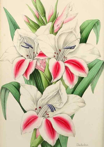 Reproducción/Reproduction 49785257022: The florist, fruitist, and garden miscellany.. London :Chapman and Hall,1852-. 