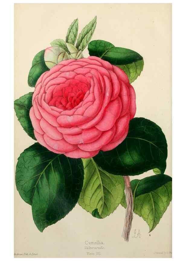 Reproducción/Reproduction 49784935531: The florist, fruitist, and garden miscellany.. London :Chapman and Hall,1852-. 
