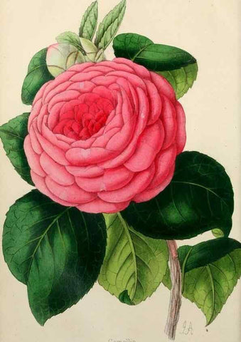 Reproducción/Reproduction 49784935531: The florist, fruitist, and garden miscellany.. London :Chapman and Hall,1852-. 