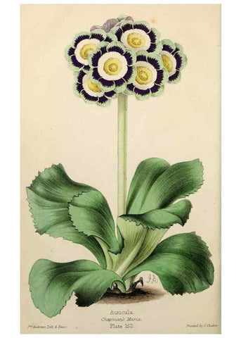 Reproducción/Reproduction 49784936071: The florist, fruitist, and garden miscellany.. London :Chapman and Hall,1852-. 