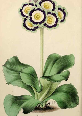 Reproducción/Reproduction 49784936071: The florist, fruitist, and garden miscellany.. London :Chapman and Hall,1852-. 