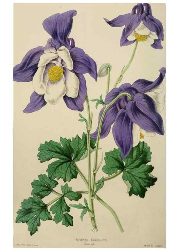 Reproducción/Reproduction 49784281958: The florist, fruitist, and garden miscellany.. London :Chapman and Hall,1852-. 