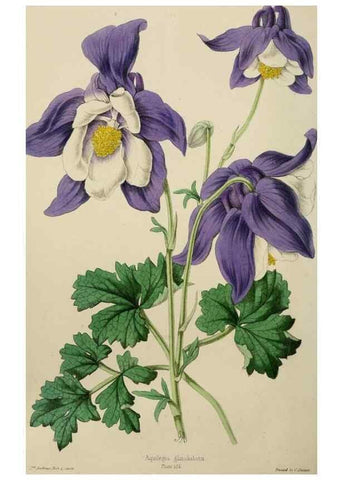 Reproducción/Reproduction 49784281958: The florist, fruitist, and garden miscellany.. London :Chapman and Hall,1852-. 