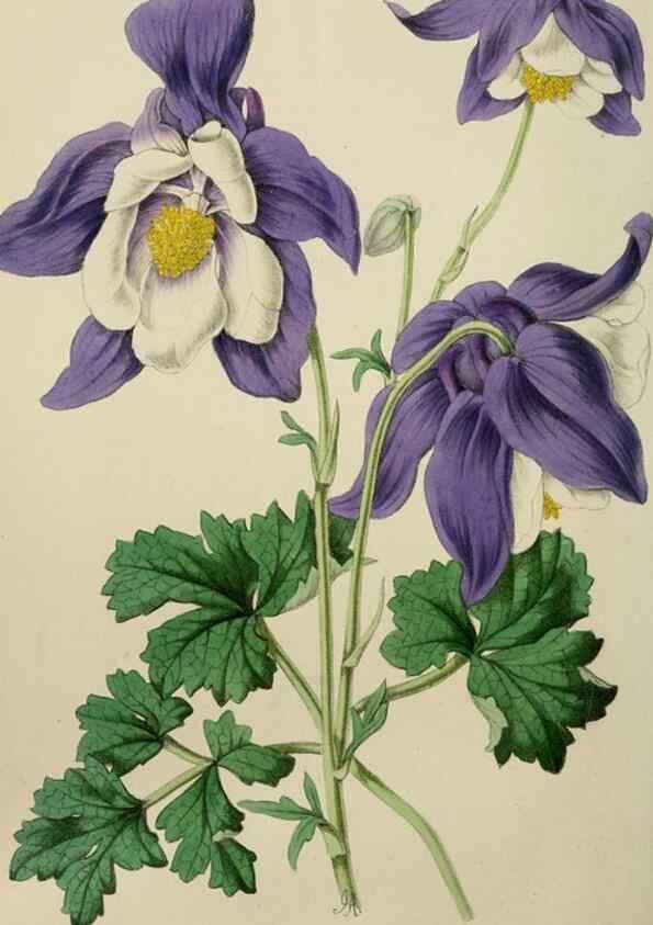 Reproducción/Reproduction 49784281958: The florist, fruitist, and garden miscellany.. London :Chapman and Hall,1852-. 