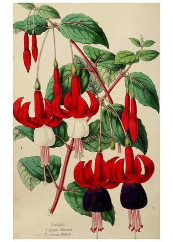 Reproducción/Reproduction 49785140497: The florist, fruitist, and garden miscellany.. London :Chapman and Hall,1852-. 