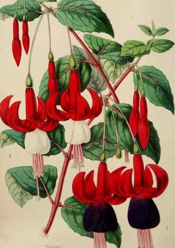 Reproducción/Reproduction 49785140497: The florist, fruitist, and garden miscellany.. London :Chapman and Hall,1852-. 