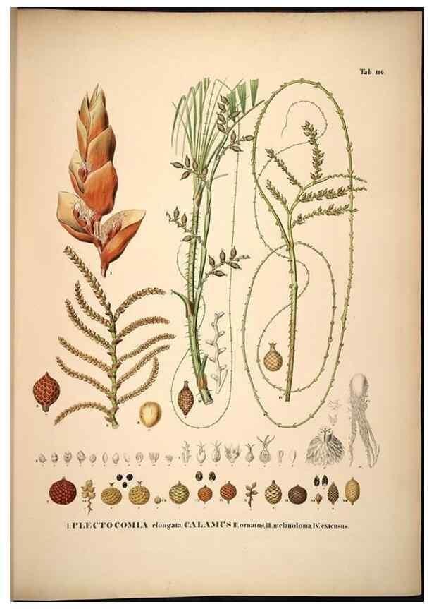 Reproducción/Reproduction 49784525578: Historia naturalis palmarum. Lipsiae: T.O. Weigel, [1823-50]. 