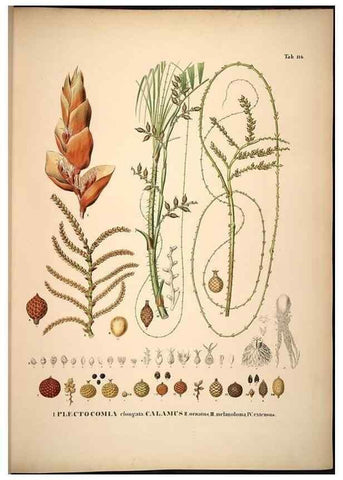 Reproducción/Reproduction 49784525578: Historia naturalis palmarum. Lipsiae: T.O. Weigel, [1823-50]. 