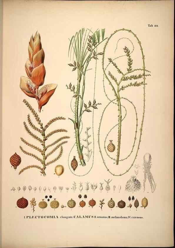 Reproducción/Reproduction 49784525578: Historia naturalis palmarum. Lipsiae: T.O. Weigel, [1823-50]. 
