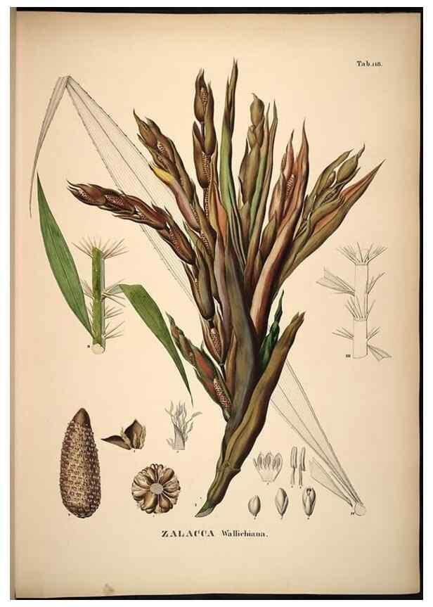 Reproducción/Reproduction 49785062881: Historia naturalis palmarum. Lipsiae: T.O. Weigel, [1823-50]. 