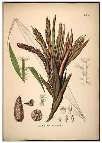 Reproducción/Reproduction 49785062881: Historia naturalis palmarum. Lipsiae: T.O. Weigel, [1823-50]. 