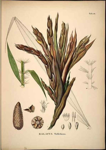 Reproducción/Reproduction 49785062881: Historia naturalis palmarum. Lipsiae: T.O. Weigel, [1823-50]. 
