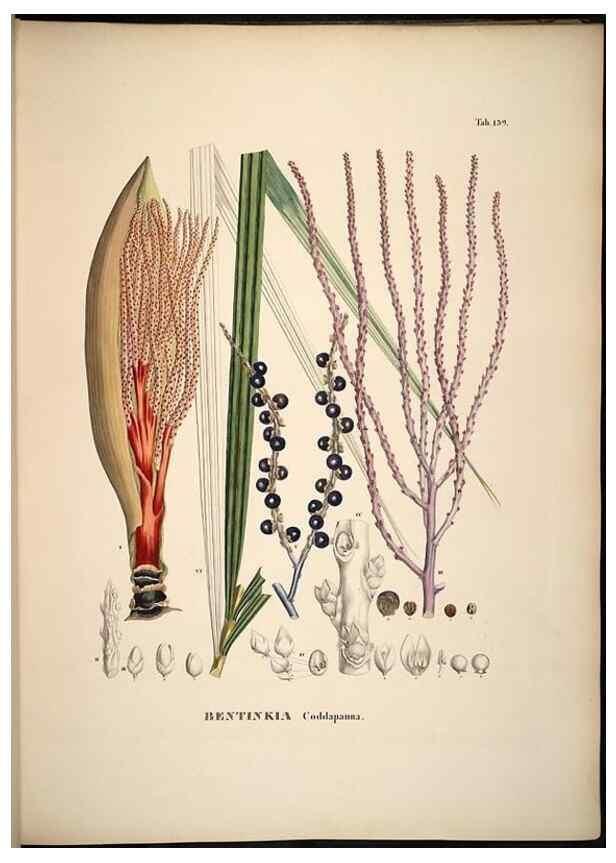 Reproducción/Reproduction 49785066656: Historia naturalis palmarum. Lipsiae: T.O. Weigel, [1823-50]. 