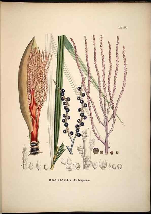 Reproducción/Reproduction 49785066656: Historia naturalis palmarum. Lipsiae: T.O. Weigel, [1823-50]. 