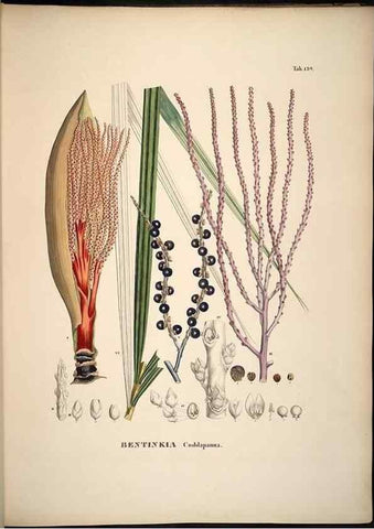 Reproducción/Reproduction 49785066656: Historia naturalis palmarum. Lipsiae: T.O. Weigel, [1823-50]. 
