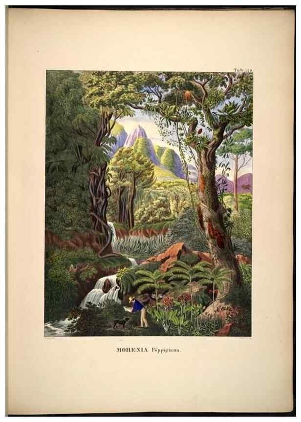 Reproducción/Reproduction 49785066836: Historia naturalis palmarum. Lipsiae: T.O. Weigel, [1823-50]. 