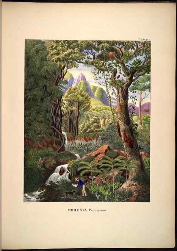 Reproducción/Reproduction 49785066836: Historia naturalis palmarum. Lipsiae: T.O. Weigel, [1823-50]. 