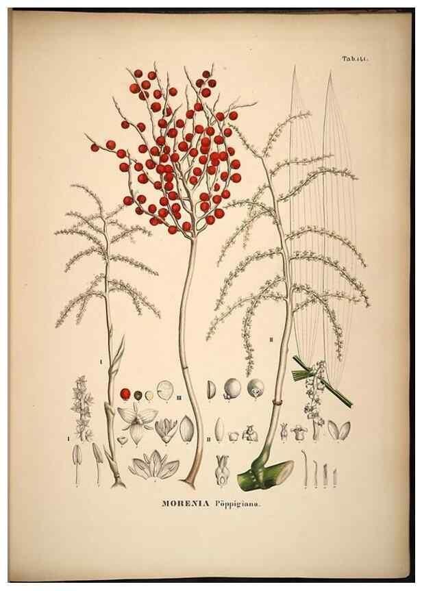 Reproducción/Reproduction 49785066971: Historia naturalis palmarum. Lipsiae: T.O. Weigel, [1823-50]. 