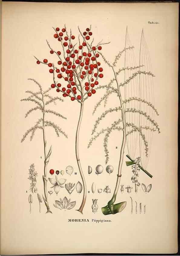 Reproducción/Reproduction 49785066971: Historia naturalis palmarum. Lipsiae: T.O. Weigel, [1823-50]. 