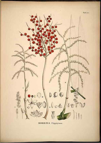 Reproducción/Reproduction 49785066971: Historia naturalis palmarum. Lipsiae: T.O. Weigel, [1823-50]. 