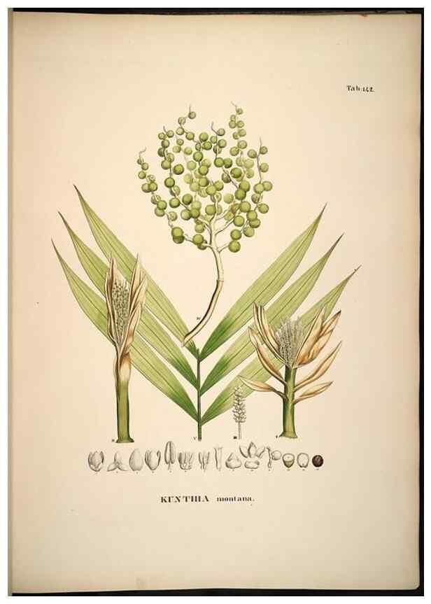 Reproducción/Reproduction 49785388982: Historia naturalis palmarum. Lipsiae: T.O. Weigel, [1823-50]. 