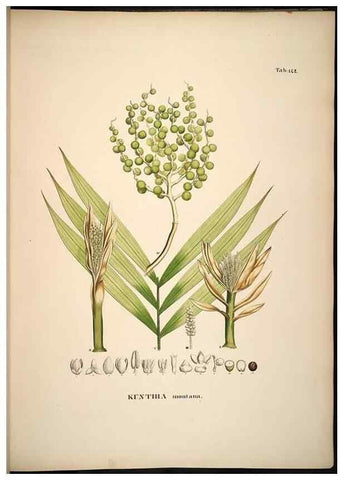 Reproducción/Reproduction 49785388982: Historia naturalis palmarum. Lipsiae: T.O. Weigel, [1823-50]. 