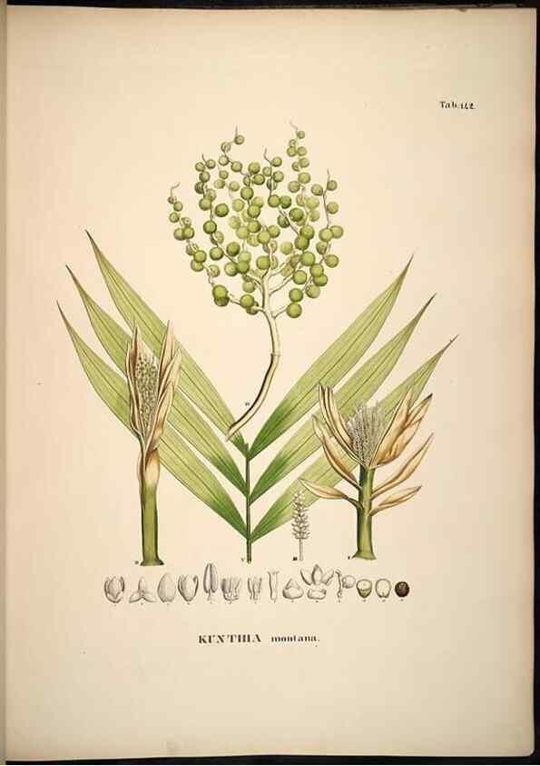 Reproducción/Reproduction 49785388982: Historia naturalis palmarum. Lipsiae: T.O. Weigel, [1823-50]. 
