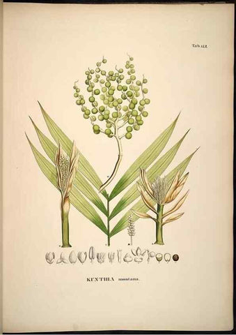 Reproducción/Reproduction 49785388982: Historia naturalis palmarum. Lipsiae: T.O. Weigel, [1823-50]. 