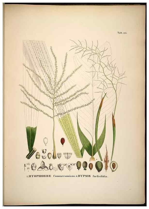 Reproducción/Reproduction 49785389172: Historia naturalis palmarum. Lipsiae: T.O. Weigel, [1823-50]. 