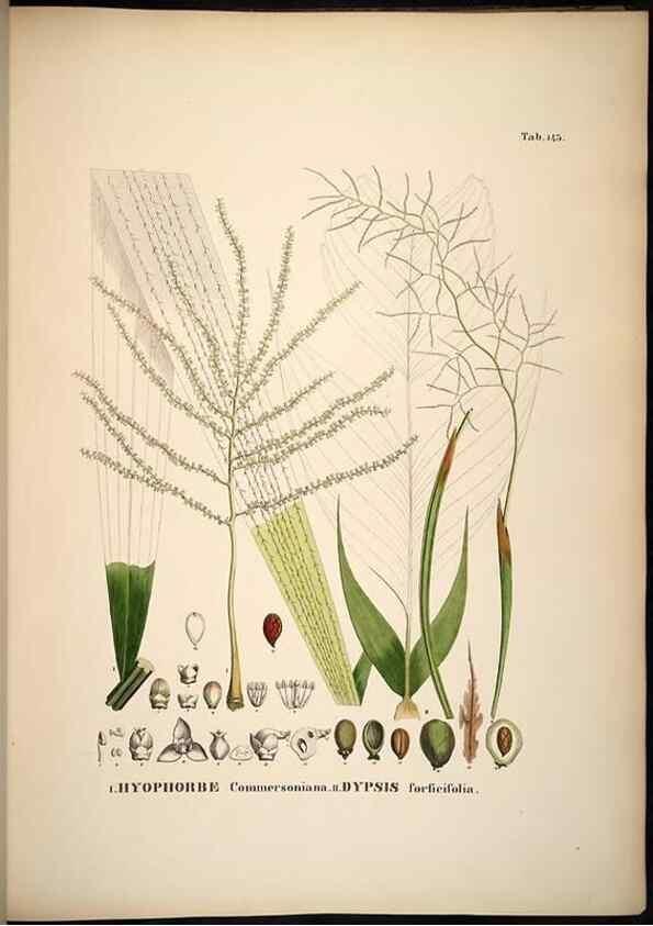 Reproducción/Reproduction 49785389172: Historia naturalis palmarum. Lipsiae: T.O. Weigel, [1823-50]. 