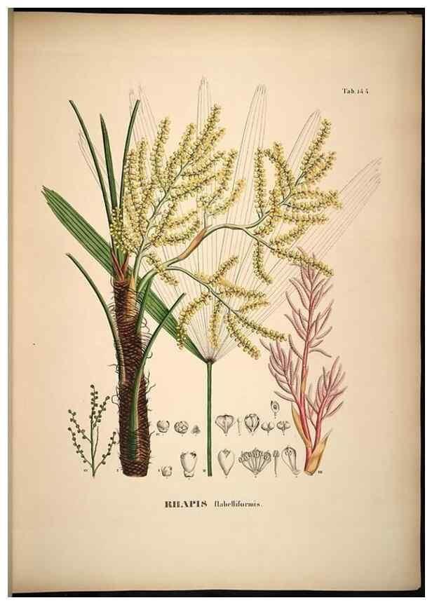 Reproducción/Reproduction 49785067471: Historia naturalis palmarum. Lipsiae: T.O. Weigel, [1823-50]. 