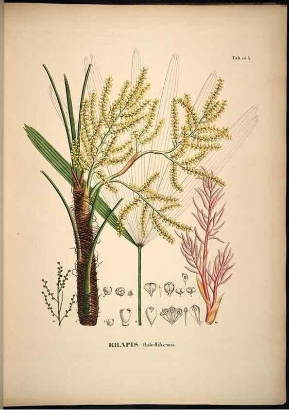 Reproducción/Reproduction 49785067471: Historia naturalis palmarum. Lipsiae: T.O. Weigel, [1823-50]. 