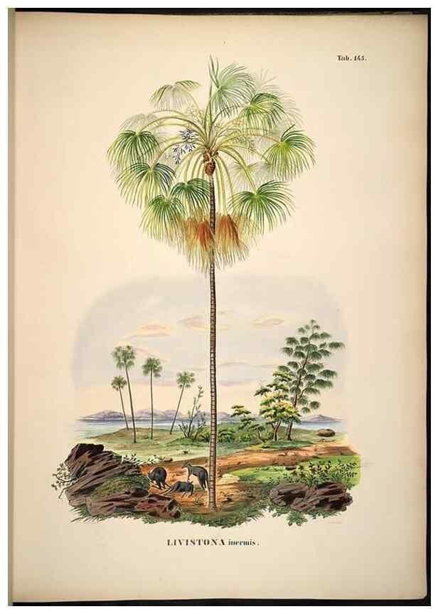 Reproducción/Reproduction 49785389452: Historia naturalis palmarum. Lipsiae: T.O. Weigel, [1823-50]. 