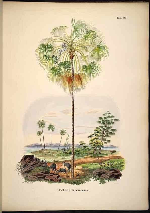 Reproducción/Reproduction 49785389452: Historia naturalis palmarum. Lipsiae: T.O. Weigel, [1823-50]. 