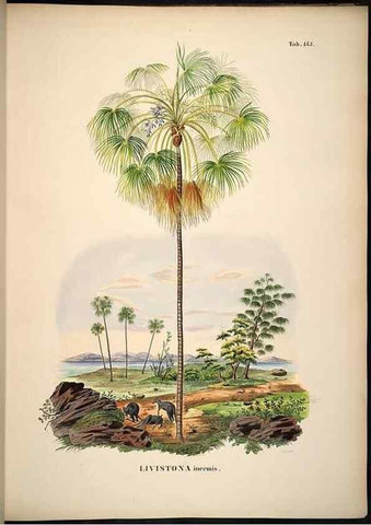 Reproducción/Reproduction 49785389452: Historia naturalis palmarum. Lipsiae: T.O. Weigel, [1823-50]. 