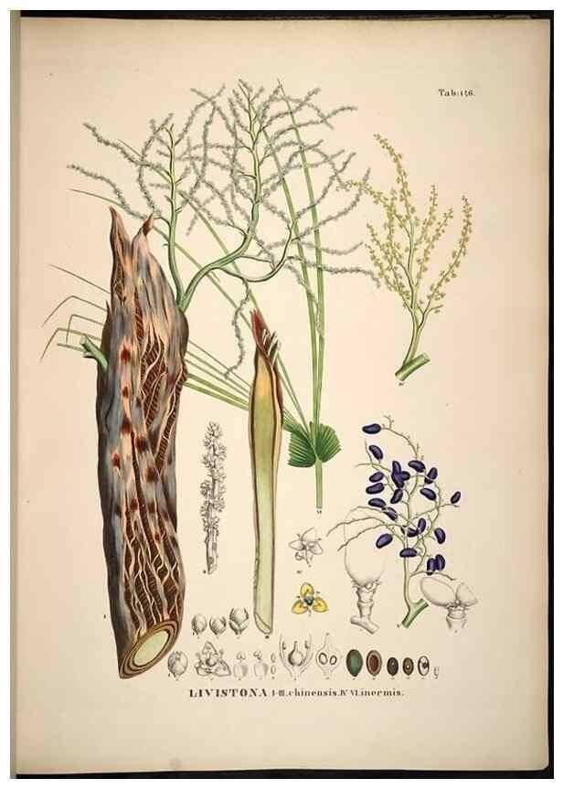 Reproducción/Reproduction 49785389672: Historia naturalis palmarum. Lipsiae: T.O. Weigel, [1823-50]. 