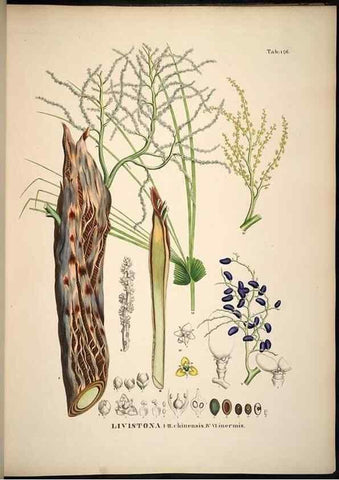 Reproducción/Reproduction 49785389672: Historia naturalis palmarum. Lipsiae: T.O. Weigel, [1823-50]. 