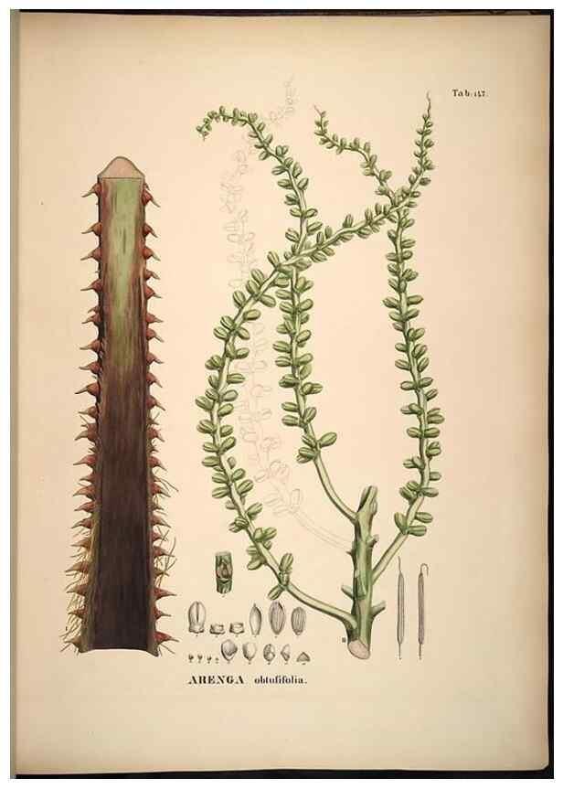 Reproducción/Reproduction 49785389832: Historia naturalis palmarum. Lipsiae: T.O. Weigel, [1823-50]. 