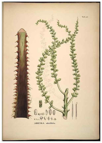 Reproducción/Reproduction 49785389832: Historia naturalis palmarum. Lipsiae: T.O. Weigel, [1823-50]. 