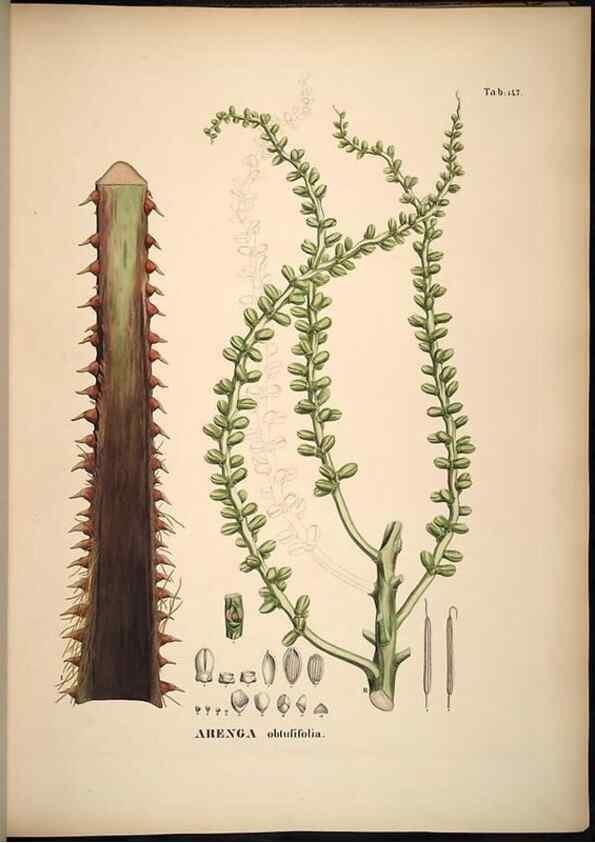 Reproducción/Reproduction 49785389832: Historia naturalis palmarum. Lipsiae: T.O. Weigel, [1823-50]. 