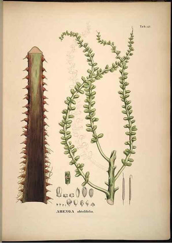 Reproducción/Reproduction 49785389832: Historia naturalis palmarum. Lipsiae: T.O. Weigel, [1823-50]. 