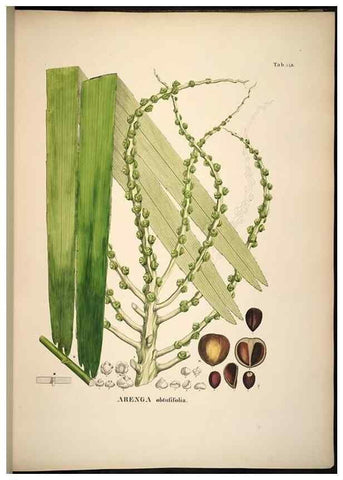 Reproducción/Reproduction 49784531288: Historia naturalis palmarum. Lipsiae: T.O. Weigel, [1823-50]. 