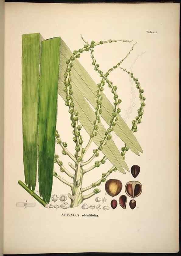 Reproducción/Reproduction 49784531288: Historia naturalis palmarum. Lipsiae: T.O. Weigel, [1823-50]. 