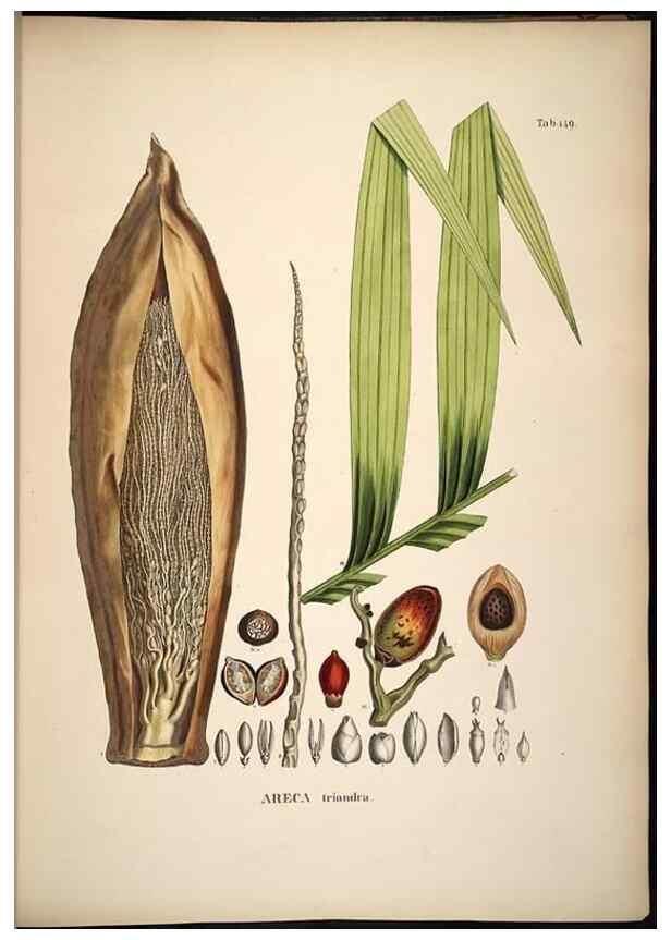 Reproducción/Reproduction 49784531493: Historia naturalis palmarum. Lipsiae: T.O. Weigel, [1823-50]. 