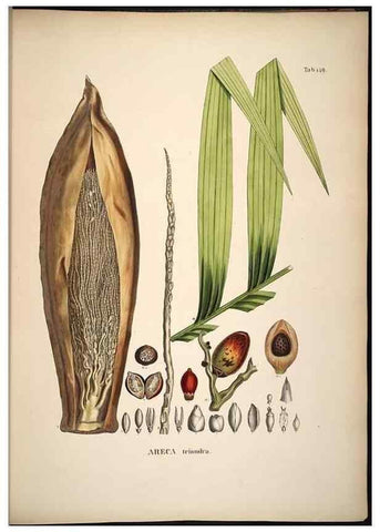 Reproducción/Reproduction 49784531493: Historia naturalis palmarum. Lipsiae: T.O. Weigel, [1823-50]. 