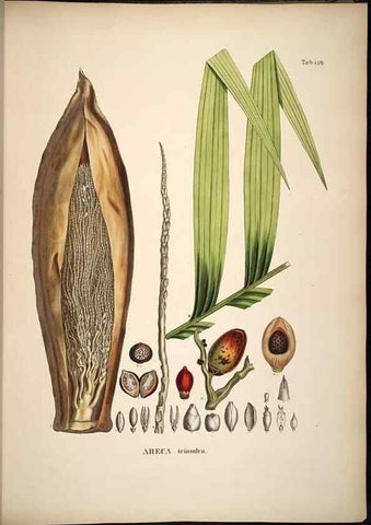 Reproducción/Reproduction 49784531493: Historia naturalis palmarum. Lipsiae: T.O. Weigel, [1823-50]. 