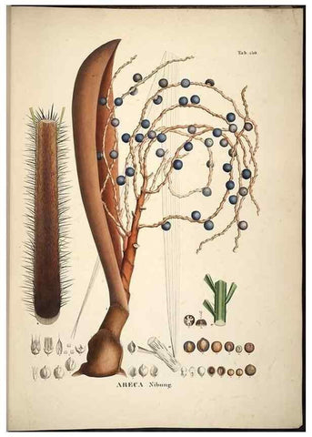 Reproducción/Reproduction 49785390382: Historia naturalis palmarum. Lipsiae: T.O. Weigel, [1823-50]. 