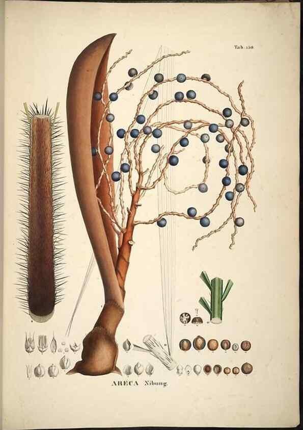 Reproducción/Reproduction 49785390382: Historia naturalis palmarum. Lipsiae: T.O. Weigel, [1823-50]. 